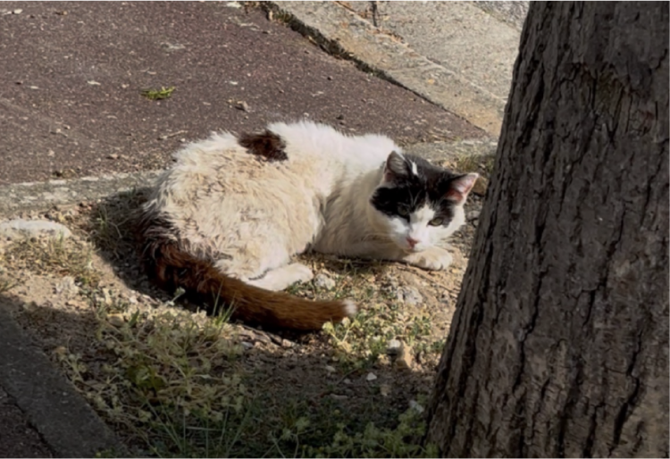 Comment un chat malade sur un trottoir d'Aubergenville est devenu l'origine d'Aniphare