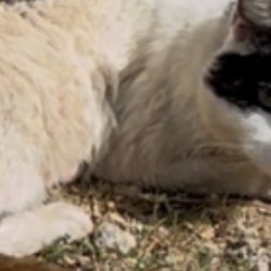 Comment un chat malade sur un trottoir d'Aubergenville est devenu l'origine d'Aniphare