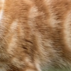 L'histoire d'un chat trouvé sur Instagram, jamais rentré chez lui  et les questions qu'elle pose.